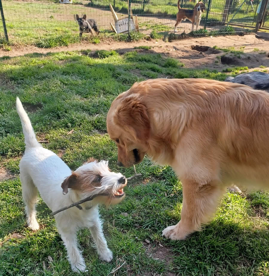 Cani che giocano nel servizio dog sitting Varese provincia